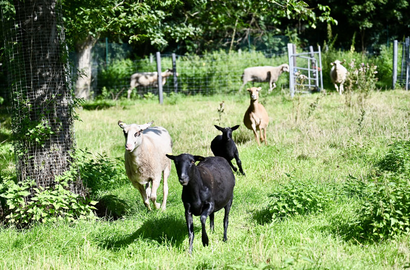 Unsere Dependance am Räuscherweg im >Grünen