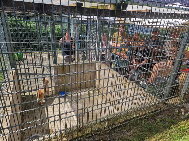 Tierpflege mit Sicherheit - Maulkorbtraining2026 (4)